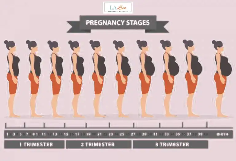 First Trimester (Weeks 1–12): Early Changes You Might Not Notice Farthingstone